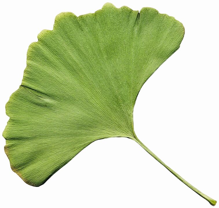 Gingko biloba in Insuvit für Diabetes